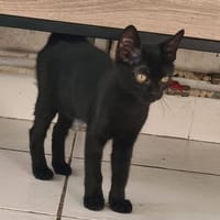 BRUME, chatte à adopter