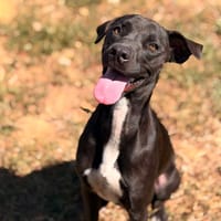 LATINA, chienne à adopter