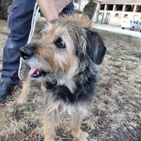 LYLOO, chienne à adopter