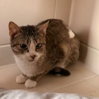 Lyri CAB5971, chatte à adopter