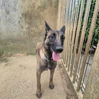 UTAH, chienne à adopter