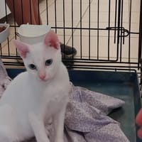 WHITE, chat à adopter