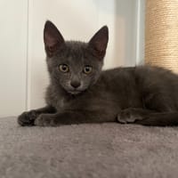 Bidou, chat à adopter