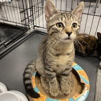 VITTEL, chat à adopter