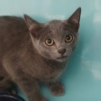 KIMBERLEY CHA, chatte à adopter