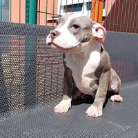 MILO, chien à adopter