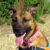 MIRIO, chien à adopter
