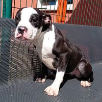 STELLA, chienne à adopter