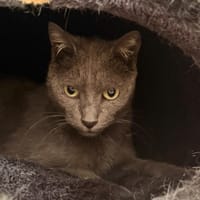 Lia CAB5968, chatte à adopter