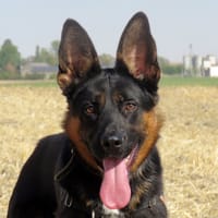 BILLY, chien à adopter