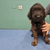 REGLISSE, chienne à adopter