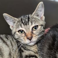 NALA, chatte à adopter