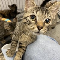 VIGGO, chat à adopter