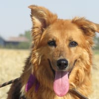 DIVA, chienne à adopter