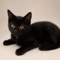 NOLO, chat à adopter