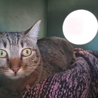 DORMEUSE, chatte à adopter