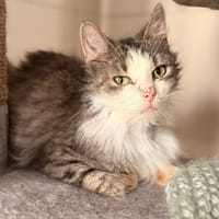 Ombrelle CAB5970, chatte à adopter