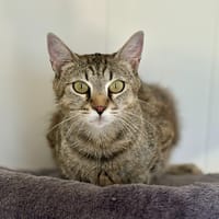 Abby, chatte à adopter