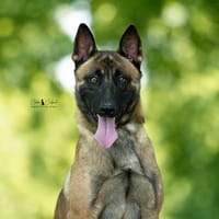 Pesto, chien à adopter