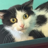 MAYA, chatte à adopter