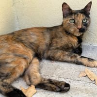 PANDORA, chatte à adopter