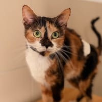 Oria CAB5964, chatte à adopter