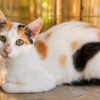 Sissi, chatte à adopter