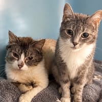 Stella CAB5760, chatte à adopter