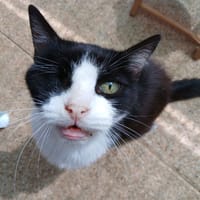 PANZANI, chat à adopter
