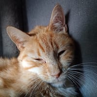 RIO, chat à adopter