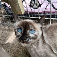 SOLEY, chatte à adopter