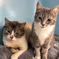 Savana CAB5765, chat à adopter