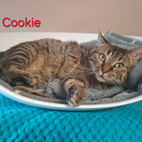 Cookie, chatte à adopter