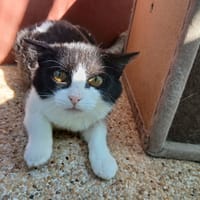 GRIOTTE, chatte à adopter