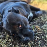 PATY, la jeune mamie, chienne à adopter
