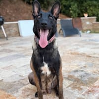 Bianca, chienne à adopter