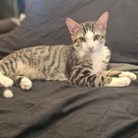 Harry et Diana, chat à adopter