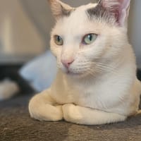 Diana et Harry, chatte à adopter