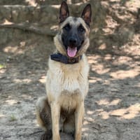 Zion, chien à adopter
