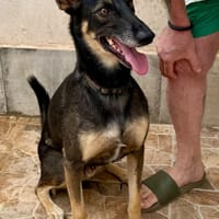NICO (MARTINA), chien à adopter