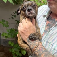 CLYDE (MARTINA), chien à adopter