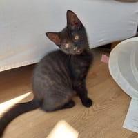 Mocca, chatte à adopter