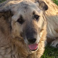 Falko, chien à adopter