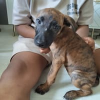 Rosa, chienne à adopter