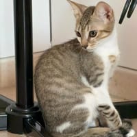 TEXAS, chat à adopter