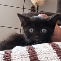 KANSAS, chat à adopter