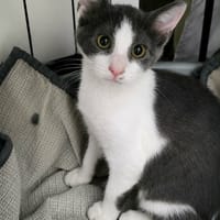 BIRDY, chat à adopter