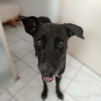 Cachou, l'adorable louloute, chienne à adopter