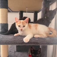 CARAMEL, chat à adopter