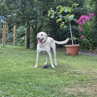 Iza sucht ihr Für immer Zuhause, am liebsten ganz für sich a, Hündin zur Adoption